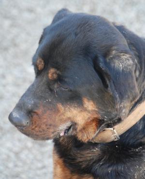 Rotti