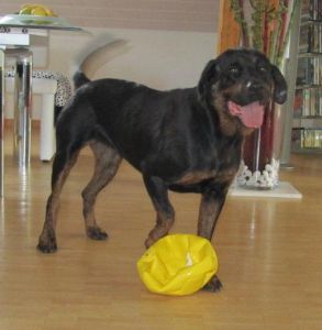 Rotti