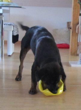 Rotti