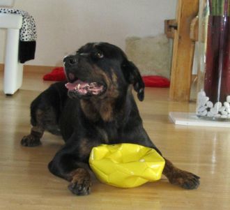 Rotti