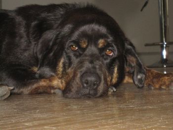 Rotti