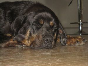 Rotti
