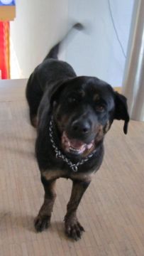 Rotti