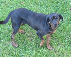 Rotti