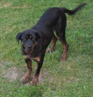 Rotti
