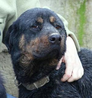 Rotti