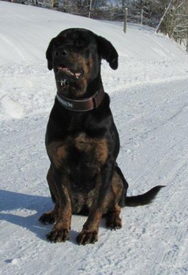 Rotti