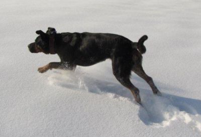 Rotti