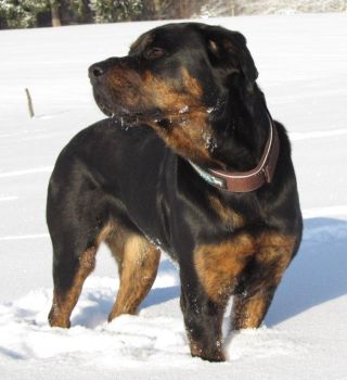 Rotti