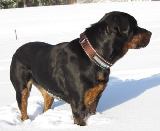 Rotti