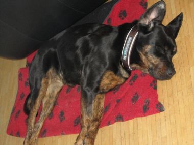 Rotti
