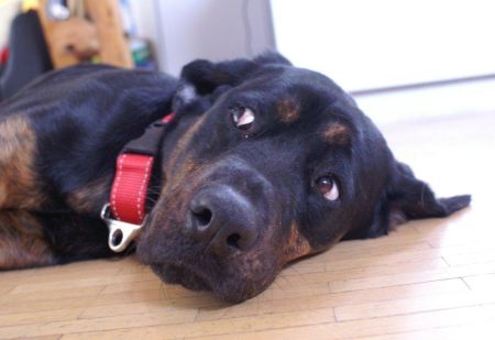 Rotti