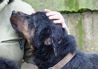 Rotti
