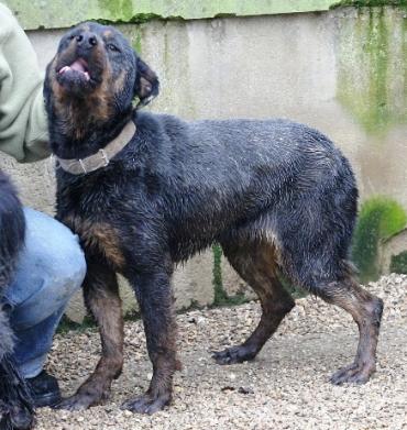 Rotti