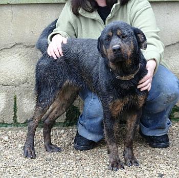 Rotti