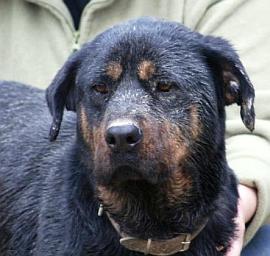 Rotti