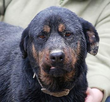 Rotti