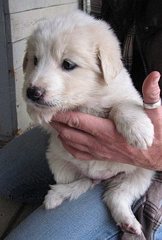 Santi