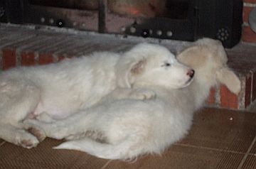 Santi und Tutto