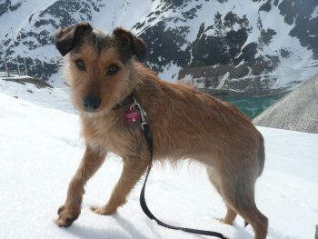 Sierra