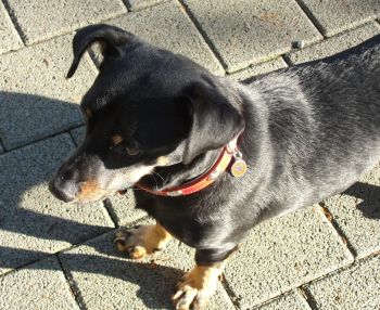 Soko