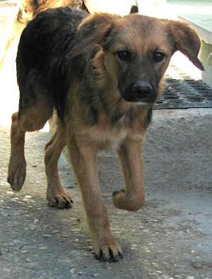 Te Reno
