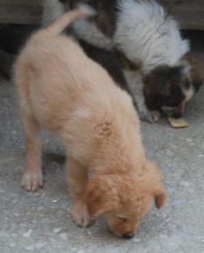 Thara