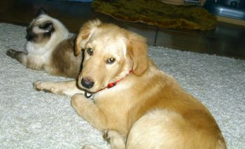 Thara