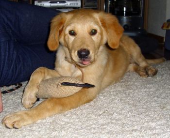 Thara