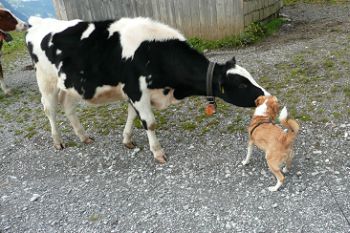Vernys Begegnung mit den Kühen