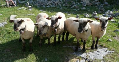 Vernys kommandiert die Schafe