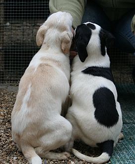 Volta und Geschwister