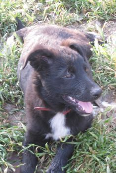 Winston