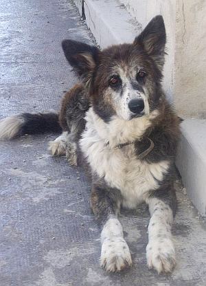 Zampa
