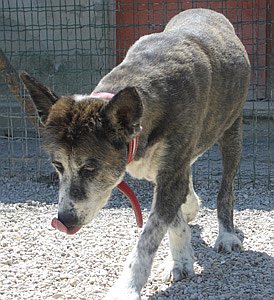 Zampa