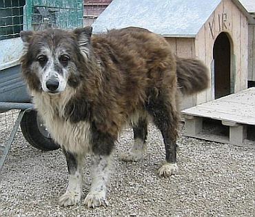 Zampa