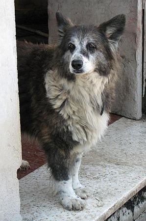 Zampa