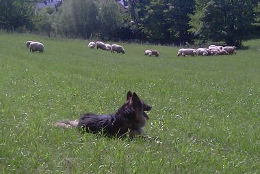 Zanna