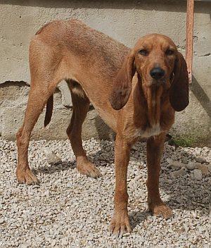Alberto