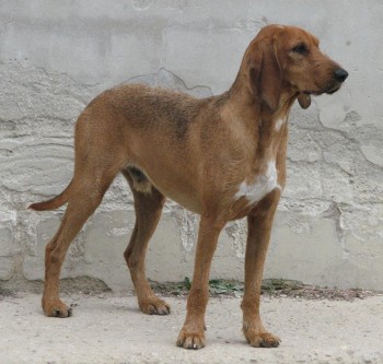 Alberto