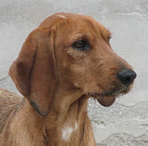 Alberto
