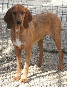 Alberto