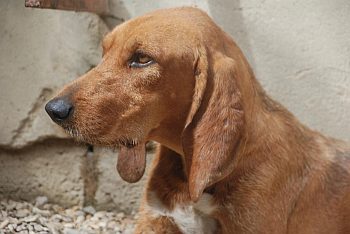Alberto