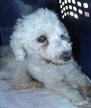 Angelino