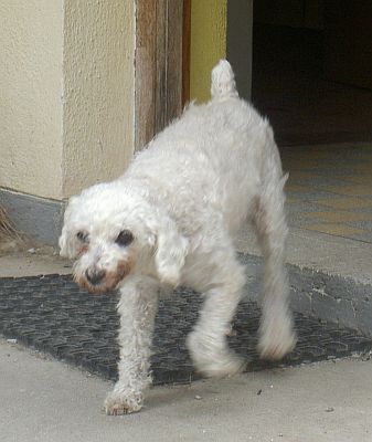 Angelino
