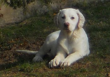 Aurelia