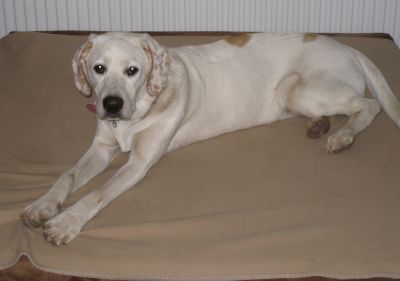 Aurelia