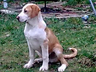 Aurelio