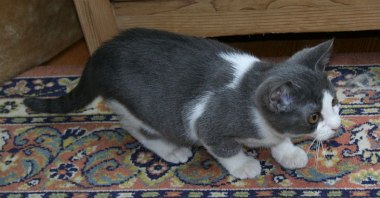 Benito