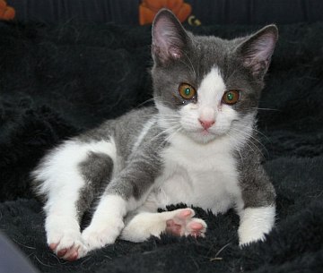 Benito